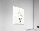 Gladiolus lineatus illustration  Acrylic Print