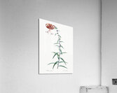 Tiger lily illustration  Acrylic Print