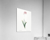 Corn lily illustration  Acrylic Print