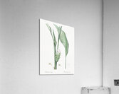 Turmeric illustration  Acrylic Print