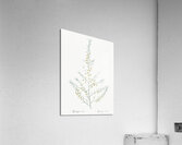 Sea asparagus illustration  Acrylic Print