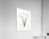 Sea asparagus illustration  Acrylic Print