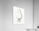 Daffodils illustration  Acrylic Print