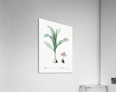 Autumn crocus illustration  Acrylic Print