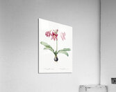 Netted-veined amaryllis illustration  Acrylic Print