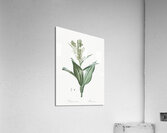 False helleborine illustration  Acrylic Print