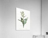 Netted-veined amaryllis illustration  Acrylic Print