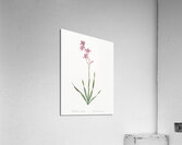 False helleborine illustration  Acrylic Print