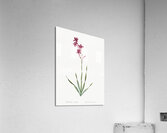 Netted-veined amaryllis illustration  Acrylic Print