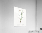 Netted-veined amaryllis illustration  Acrylic Print