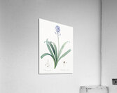 Siberian iris illustration  Acrylic Print