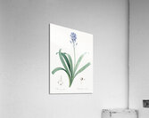 Netted-veined amaryllis illustration  Acrylic Print
