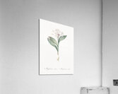 Pygmy hyacinth illustration  Acrylic Print
