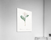 Pygmy hyacinth illustration  Acrylic Print