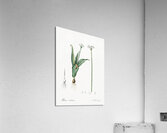 Ornamental onion illustration  Acrylic Print