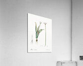 Ornamental onion illustration  Acrylic Print