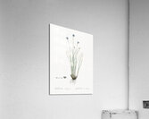 Aphyllanthes monspeliensis illustration  Acrylic Print