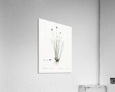 Ornamental onion illustration  Acrylic Print