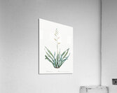 New Zealand flax illustration  Acrylic Print