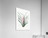 Plumier bromelia illustration  Acrylic Print