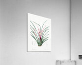 Ornamental onion illustration  Acrylic Print