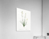Bulbine lily illustration  Acrylic Print