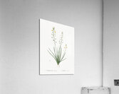 Ornamental onion illustration  Acrylic Print