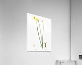 Cowslip cupped daffodil illustration  Acrylic Print