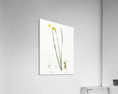 Cowslip cupped daffodil illustration  Acrylic Print