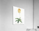 Cowslip cupped daffodil illustration  Acrylic Print