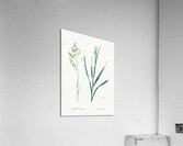 Sandbog death camas illustration  Acrylic Print