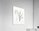 Sandbog death camas illustration  Acrylic Print