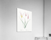 Horned tulip illustration  Acrylic Print