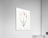 Sandbog death camas illustration  Acrylic Print