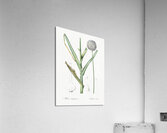 Broadleaf wild leek illustration  Acrylic Print