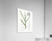 Broadleaf wild leek illustration  Acrylic Print