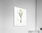 Lesser wild daffodil illustration Acrylic Print