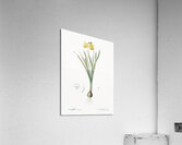 Broadleaf wild leek illustration  Acrylic Print