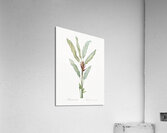 Parrot heliconia illustration  Acrylic Print