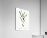 Broadleaf wild leek illustration  Acrylic Print