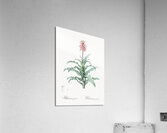 Broadleaf wild leek illustration  Acrylic Print