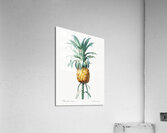 Pineapple illustration Acrylic Print