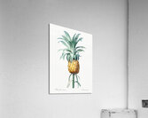 Broadleaf wild leek illustration  Acrylic Print