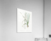 Star-of-Bethlehem illustration  Acrylic Print