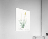 Bulbine illustration  Acrylic Print
