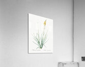 Broadleaf wild leek illustration  Acrylic Print