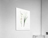 Siberian iris illustration  Acrylic Print