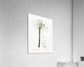 Caribbean spider-lily illustration  Acrylic Print