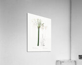 Broadleaf wild leek illustration  Acrylic Print