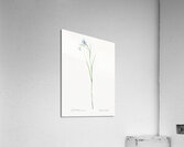 Broadleaf wild leek illustration  Acrylic Print
